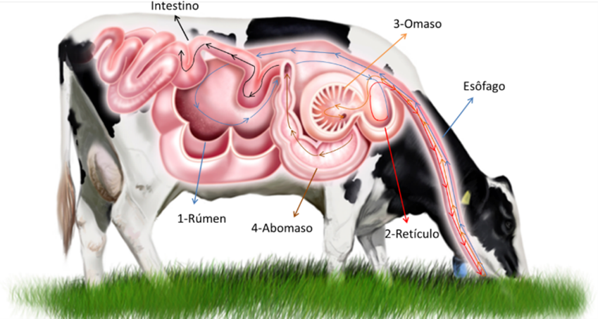 Esquematização do trajeto do alimento pelo trato digestivo dos ruminantes. Fonte: Ashdown & Done (2011).