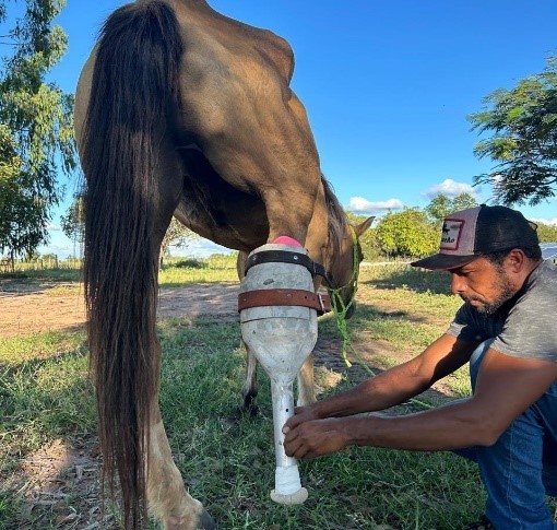 Prótese de fibra de vidro e alumínio em fase de teste em equino.