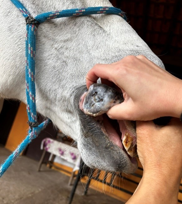 Equino com formação nodular em lábio superior direito (Tumor de células melanocíticas) 