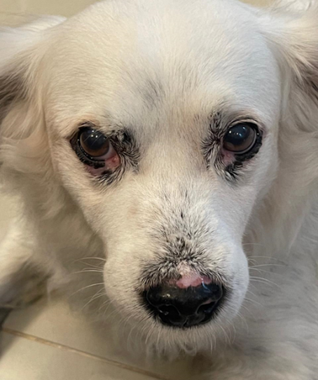 Quadro da lesão de cão, macho, sem raça definida, de 9 anos de idade e 18 Kg apresentando: despigmentação parcial (canto medial do olho bilateral e em plano nasal), recuperação total da pigmentação de espelho nasal, ausência de eritema e de lesões erodo-crostosas. 