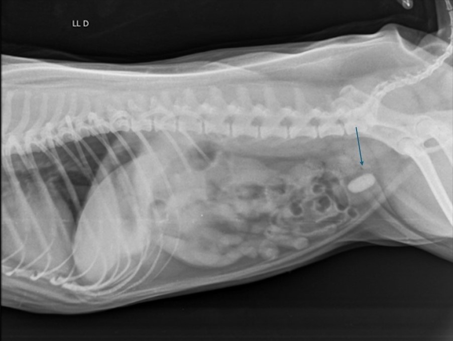 A figura representa projeção latero-lateral direita em cão fêmea, da raça Pug, 2 anos de idade, com visualização de urólito radiopaco na bexiga urinária, medindo cerca de 2,26 cm.