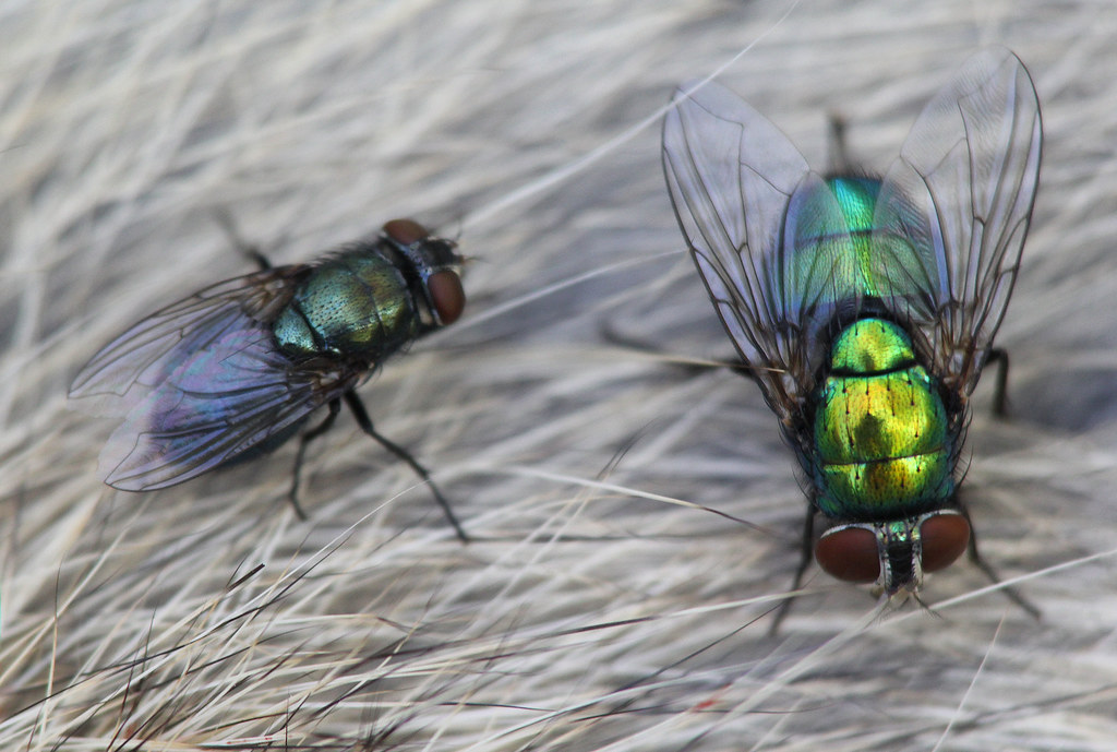 Fonte da imagem: Bot flies | Flies on rabbit corpse | John Drummond | Flickr