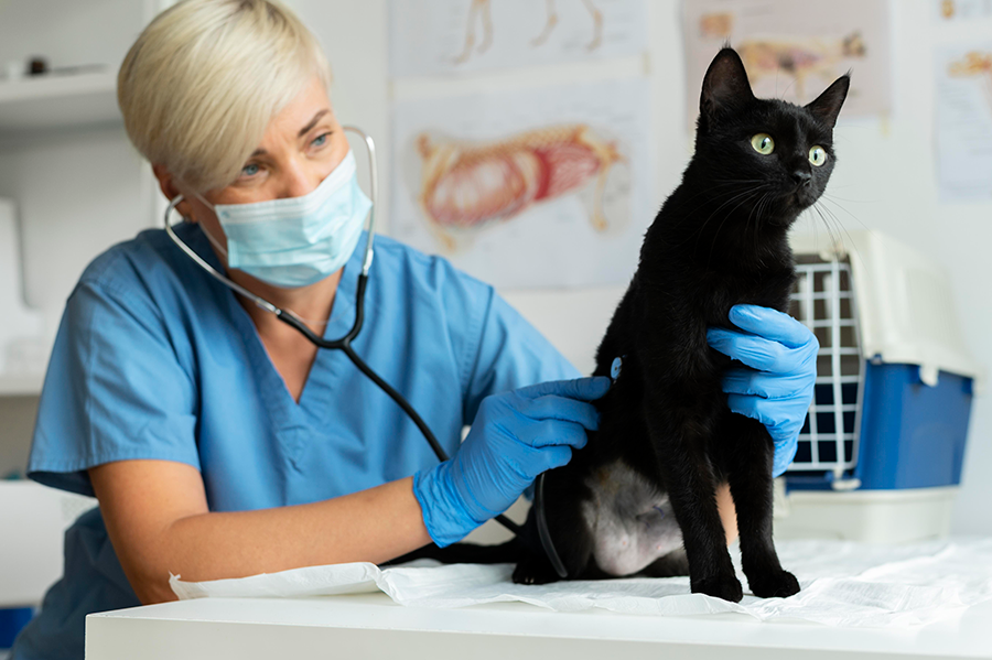 doctoracats