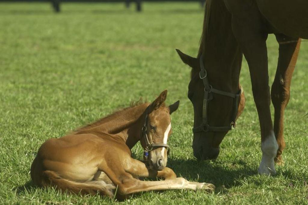 Equimed.com