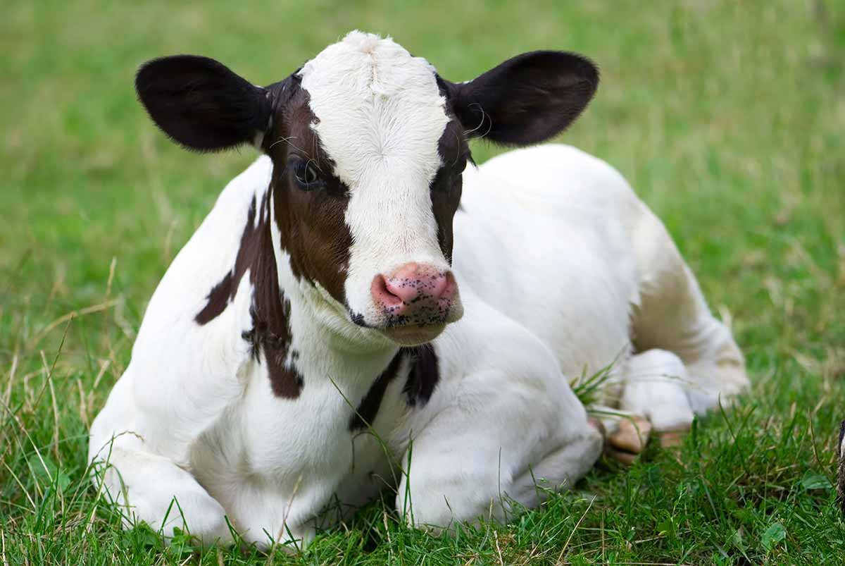 www.ruraltectv.com.br